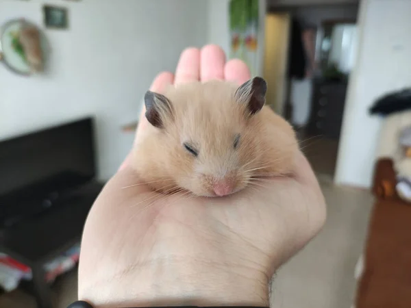 Syrisk Hamster Sover Ägarens Händer — Stockfoto