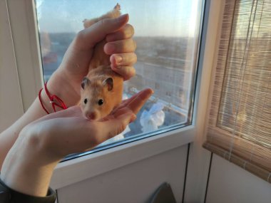 Kadın ellerinde Suriyeli hamster kameraya bak.