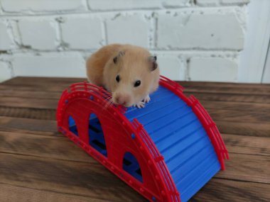 Hamster kaydırağın üzerinde, koyu ahşap arka planda.