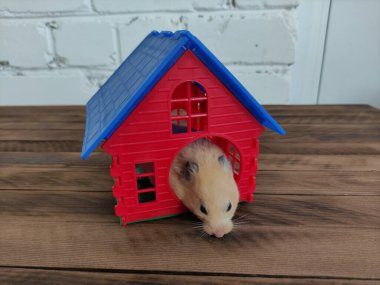 Suriye portakallı hamsterı kendi evinde