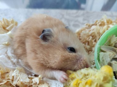 Mısır yiyen Suriyeli hamster