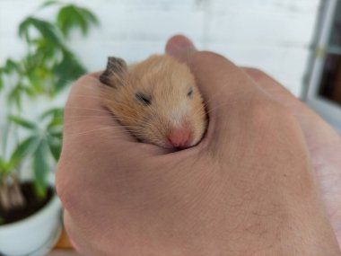 Altın Suriyeli hamster el ele tutuştu