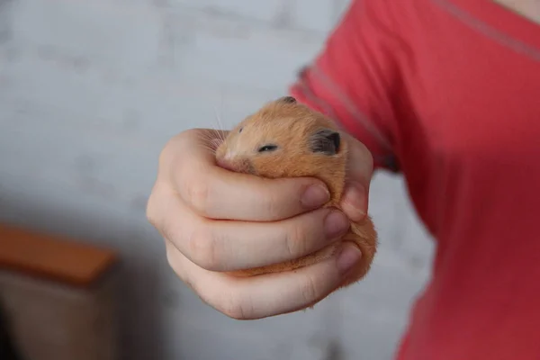 Hamster Kızın Elinde Uyuyor — Stok fotoğraf