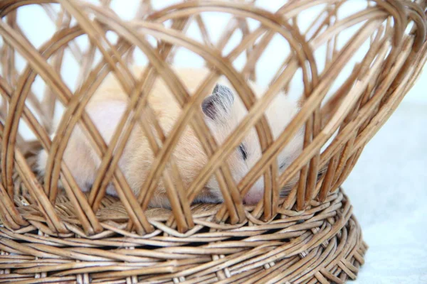 Hamster Sírio Dormindo Cesta Vime Close — Fotografia de Stock