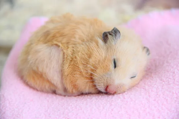 Syrische Hamster Slaapt Een Deken Close — Stockfoto