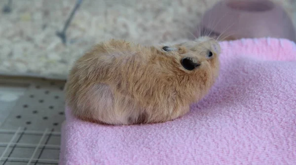 Syrischer Hamster Gähnt Auf Einer Decke — Stockfoto