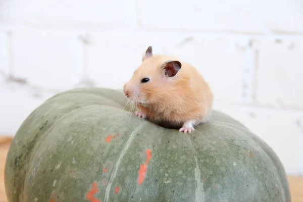 Syrian Hamster Pumpkin — Stock Photo, Image