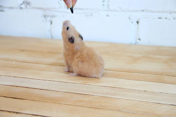 Hamster Sírio Alimentado Mão Fundo Madeira — Fotografia de Stock