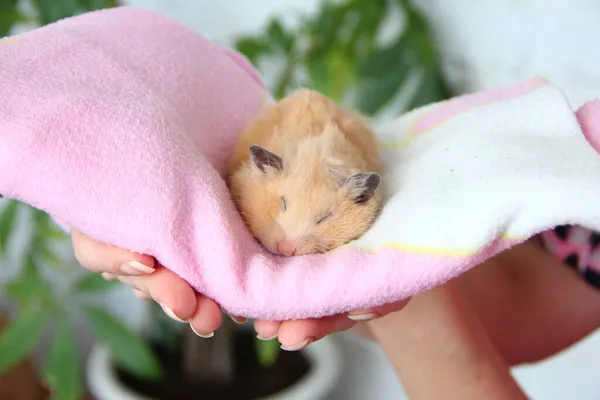 Hamster Drôle Avec Grandes Joues Dort Dans Une Serviette Rose — Photo