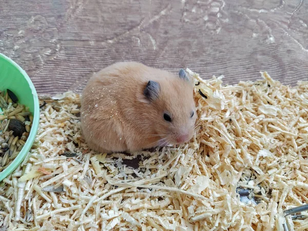 Hamster Sitzt Container — Stockfoto