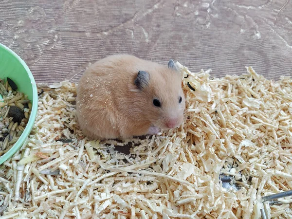 Hamster Sitzt Container — Stockfoto