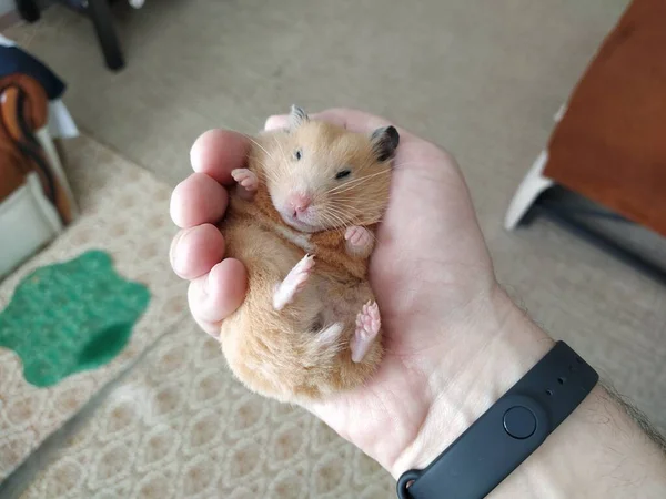 Sahibinin Elinde Suriye Hamsterı — Stok fotoğraf