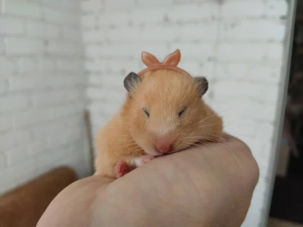 Syrischer Hamster Mit Einem Knoten Bogen Der Hand Des Besitzers — Stockfoto