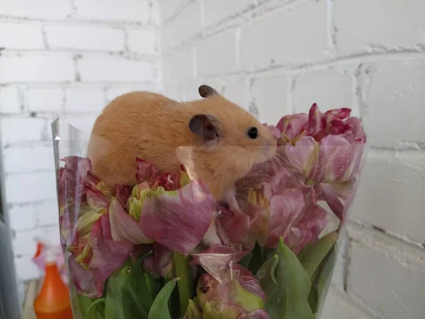 Hamster Sits Bouquet Flowers — Stock Photo, Image