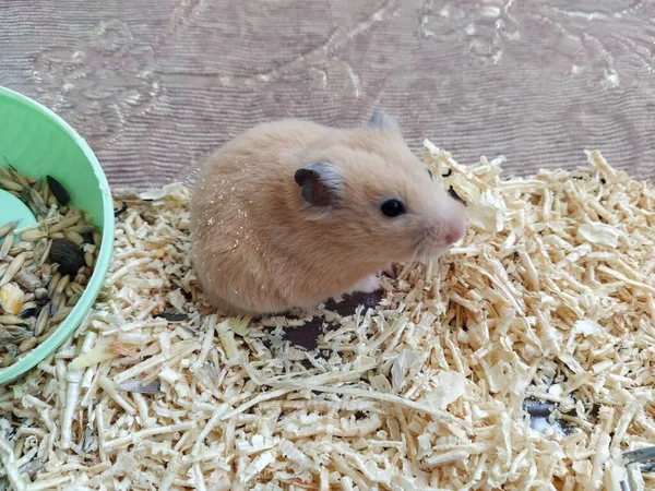 Hamster Käfig Der Nähe Des Futters — Stockfoto