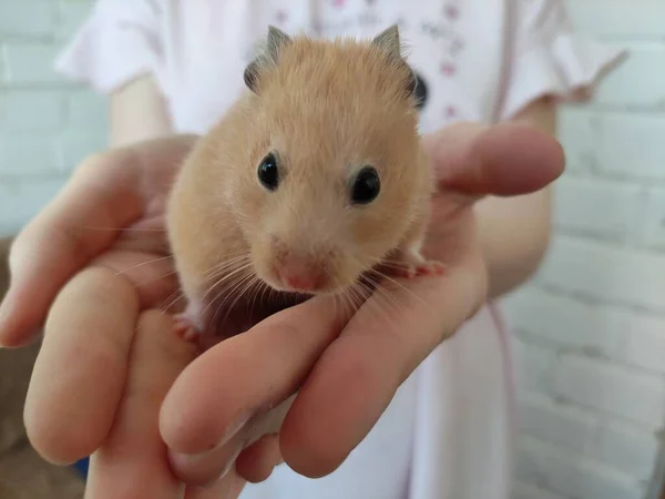 Syrischer Hamster Weiblichen Händen — Stockfoto