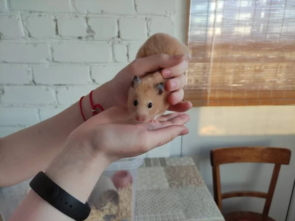 Hamster Sírio Nas Mãos Femininas Olhar Para Câmera — Fotografia de Stock