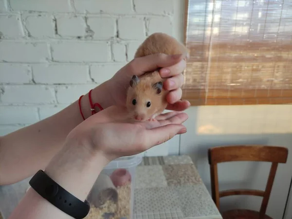 Syrischer Hamster Weiblichen Händen Blickt Die Kamera — Stockfoto