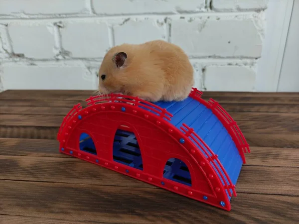 Hamster Ahşap Arka Planda Kaydırak Üzerinde — Stok fotoğraf