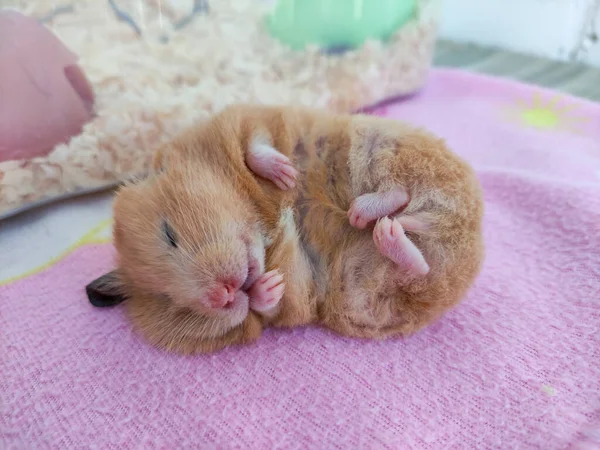 Syrische Hamster Slaapt Zijn Zij Met Een Uitpuilend Oor — Stockfoto