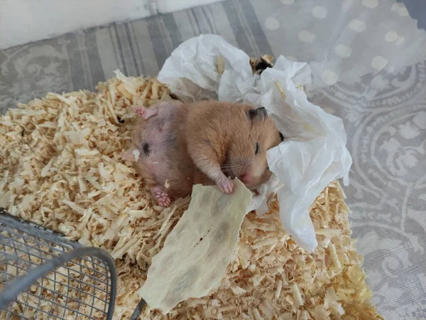 Slaap Hamster Liggen Rug Eten Met Gesloten Ogen — Stockfoto