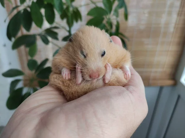 Syrische Gouden Hamster Opgekruld Zit Een Hand — Stockfoto