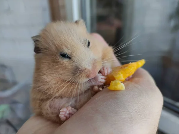 Fat Hamster Eats Corn Owner Hand — Stock Photo, Image