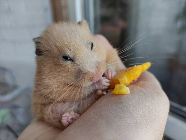 Fat hamster eats corn in a owner's hand