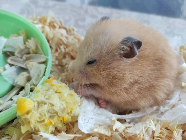 Syrian Hamster Eating Corn — Stock Photo, Image