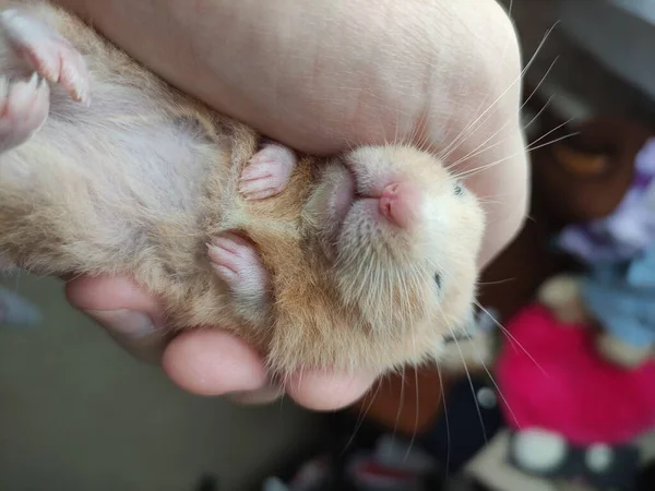 Syrisk Hamster Sover Ägarens Händer — Stockfoto