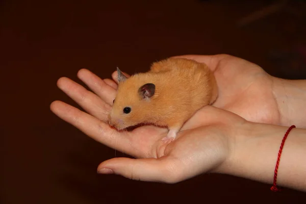 Mädchen Hält Den Hamster Arm — Stockfoto