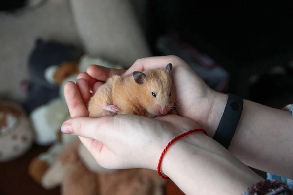 Hamster kadınların elinde uyur.