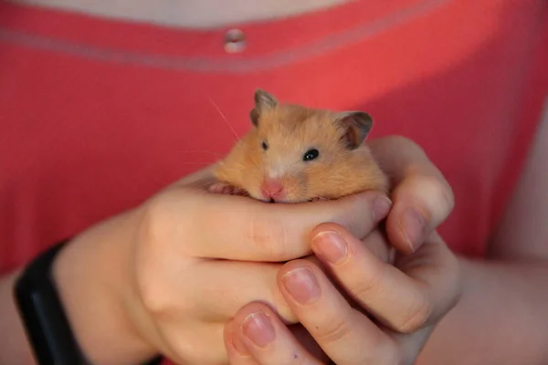 Kız Elinde Bir Hamster Tutuyor — Stok fotoğraf