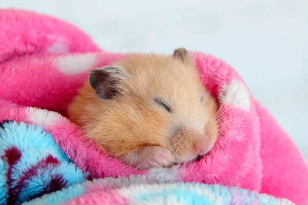 Bornozla rahat uyuyan Suriyeli hamsterın portresi.