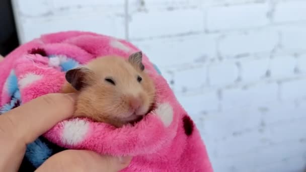 Hamster syrien se cache dans la poche du peignoir — Video