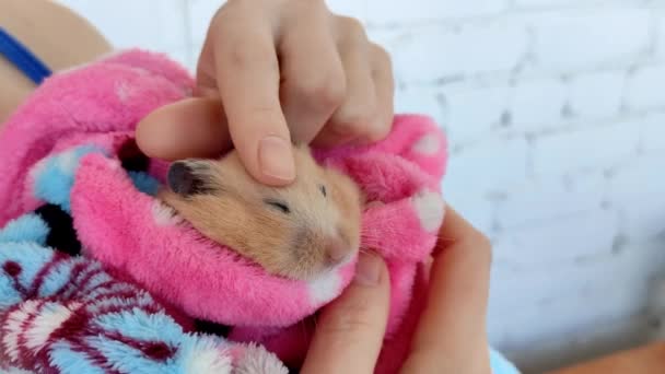 Woman stroking a hamster wrapped in the bathrobe — Stock Video