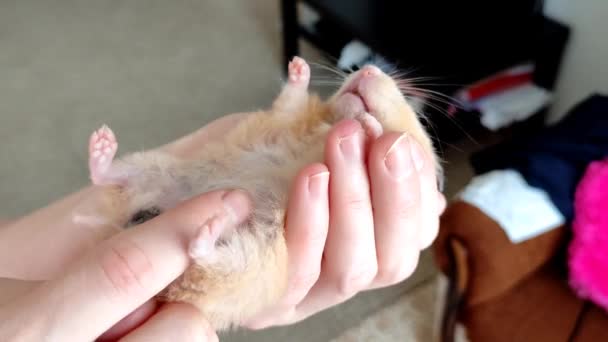 女人手里拿着一只仓鼠 抓挠他的爪子和腹部 4K视频 — 图库视频影像