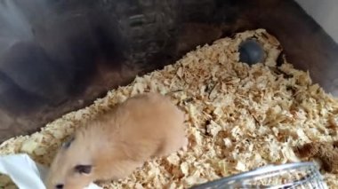 Suriyeli hamster kafeste peçeteyle oynuyor
