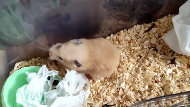 Hamster sírio brincando com um guardanapo em uma gaiola — Vídeo de Stock