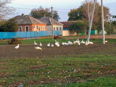 Rusya 'nın kırsal kesimlerinde bir kaz sürüsü