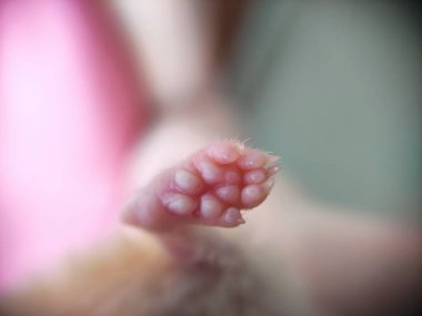 Suriyeli hamsterın pençesi, yakın plan fotoğraf.