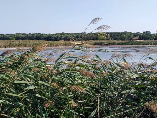 Reed Bent Strong Wind — Stock Photo, Image