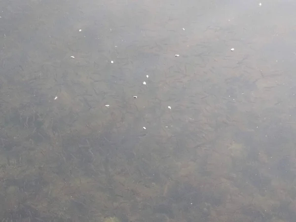 Μικρά Ψάρια Κοντά Στην Επιφάνεια Της Λίμνης Μέσα Από Καθαρά — Φωτογραφία Αρχείου