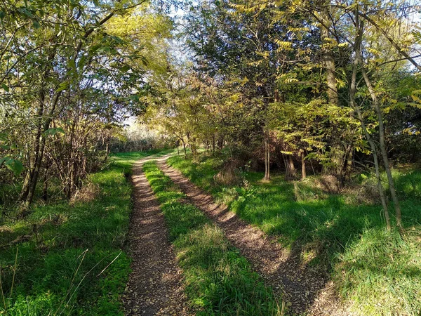 Landelijke Weg Door Het Zomerbos — Stockfoto