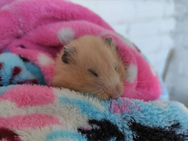 Hamster Sírio Dormindo Roupão Banho — Fotografia de Stock