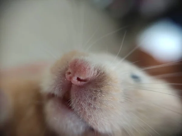 Focinho Hamster Sírio Foto Close — Fotografia de Stock