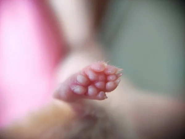 Suriyeli hamsterın pençesi, yakın plan fotoğraf.