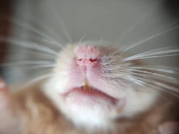 Suriyeli Hamster Ağzı Yakın Plan Fotoğraf — Stok fotoğraf