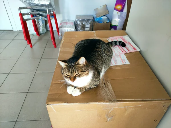 Gran Gato Hermoso Almacén Con Cajas Cat Protege Almacén Ratones — Foto de Stock