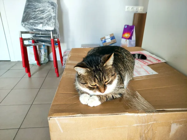 Depoda Kutuları Olan Büyük Güzel Bir Kedi Kedi Depoyu Farelerden — Stok fotoğraf